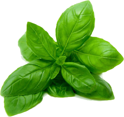 basil